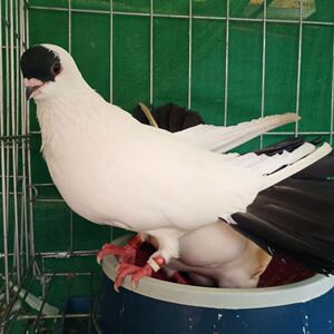 扬州点子鸽活体,高飞鸽,观赏鸽活体