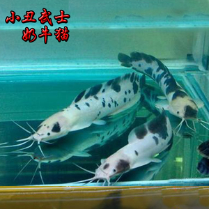 中大型鱼宠物鱼鲶鱼奶牛鱼小丑鱼活体鱼小丑武士鲶鱼热带鱼观赏鱼