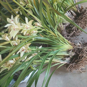 云南极品兰红嘴鸥四季植物室内庭院优质美化花大幽香正品兰花