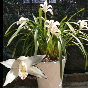 兰花独占春浓香型客厅庭院阳台办公桌四季盆栽中高叶美化新奇植物