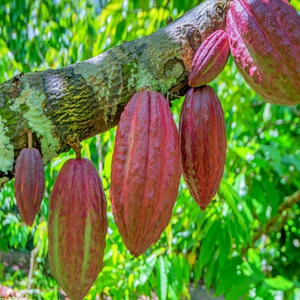 新鲜水果可可果巧克力果实可可豆果实黑巧克力原料热带少见水果