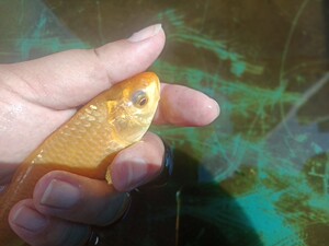 小西赤目芥子 日本锦鲤