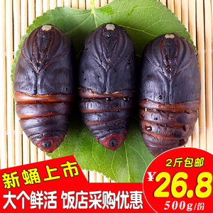 柞蚕蛹鲜活