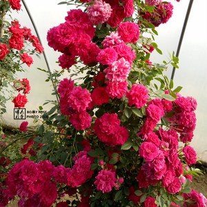 【博杰月季】红罗莎莉爬藤多花梅郎珍珠重瓣红色花苗拱门花墙攀援