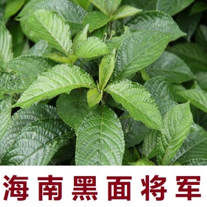 黑面将军鲜叶 脆叶马兰 翠叶马兰海南五指山全国包邮