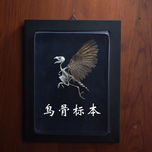 【缺货】相框款 小鸟骨骼标本 摆件挂墙装饰