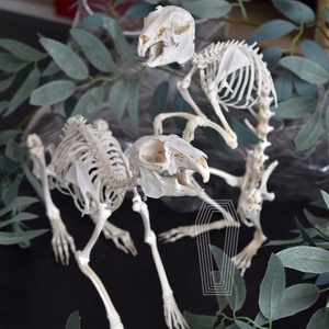 兔骨骼标本 真骨教学收藏摆件复古装饰