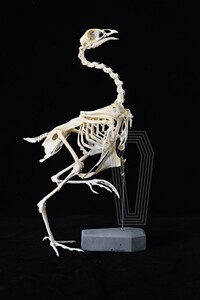 50畜牧养殖联盟淘宝客厅动物蓝孔雀工艺品摆件生物开屏白孔雀标本