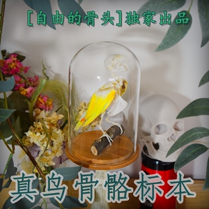 飞哥v归来淘宝树枝款鹦鹉骨骼标本鸟骨架树枝摆件0人付款499.