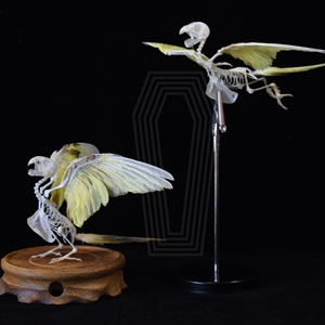 站立飞翔鹦鹉骨骼标本素描摄影素材装饰摆件鸟骨