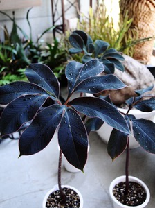 【植物致】 紫魔芋amorphophallus atroviridis 高级暗黑系绿植