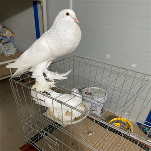 眼睛球种鸽青年鸽鸽子活体观赏鸽包邮