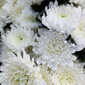 菊花鲜花黄菊白菊云南昆明基地直发清明节上坟扫墓祭悼念相思用花