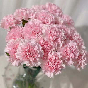 樱花粉康 粉佳人康乃馨 38女生节礼物花束送妈妈送上海同城速递