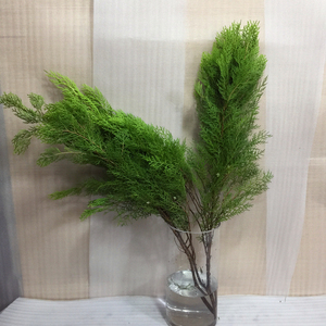 圣诞节扁松鲜切花树枝节日喜庆鲜花速递江浙沪皖2扎包邮顺丰快递