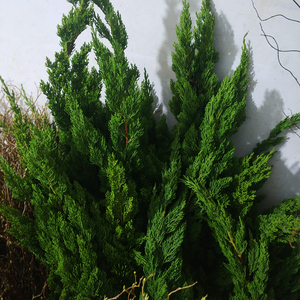 绿植松柏枝另类插花 侧柏松 绿森家居摆放观赏松 长青松 同城速递