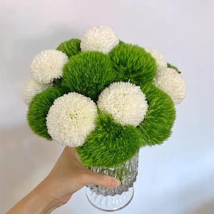 绿色乒乓菊花束图片