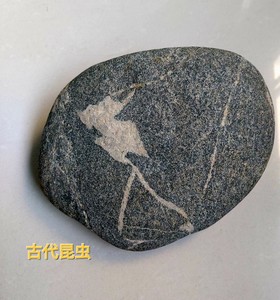 黄河渭河奇石原石：《原古昆虫》一石一图，绝无重样。