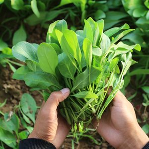 密云 水源地种植鲜嫩菠菜苗 施用农家肥 现摘发货 300g 蔬菜