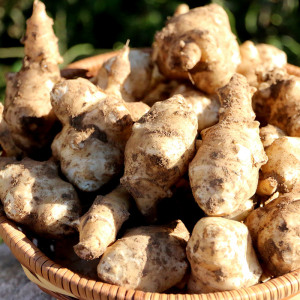 密云 山区鬼子姜 现挖姜不辣 新鲜洋姜 腌咸菜酱菜 农家蔬菜 3斤