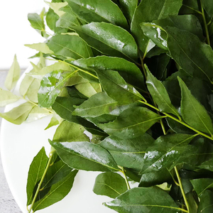 多省包邮新鲜咖喱叶250g 九里香 curry leaves fresh leaves