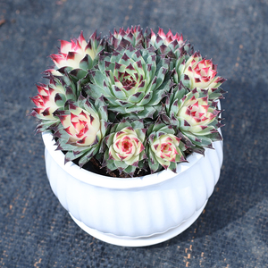 七彩凌娟云南直发多肉植物盆栽好养办公室内绿植花卉新款肉肉植物