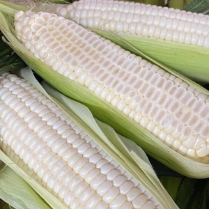 na小鲜|攀枝花牛奶白糯玉米 甜糯口感 嫩甜爆汁 新鲜采摘
