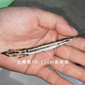 热带观赏鱼中大型淡水火箭长嘴鳄尖嘴鳄雀鳝福鳄鱼苗活体龙鱼配鱼