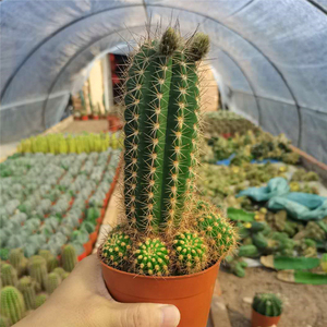 仙人球毛花柱仙人柱仙人掌室内办公桌防辐射易养活植物开花粉色