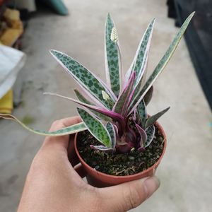 花媒人多肉植物南非进口油点百合豹纹红宝油点百合锦块根植物百合