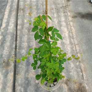 常青植物庭院阳台别墅墙爬墙植物好养耐寒耐热耐晒绿植荟煌旗舰店