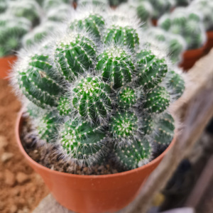 易养多肉仙人球群生多头银光银冠玉易爆崽很多小球子孙球夏季植物