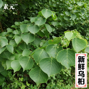 新鲜现采乌桕叶 蜡子树中草药桕子树卷子木子树发枝叶2份包邮
