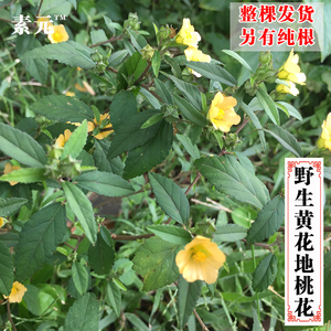 新鲜黄花地桃花梅肉草中草药白背黄花稔 黄花母地膏药山鸡绸500克