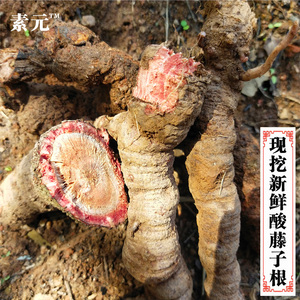 现挖新鲜酸藤子根 酸藤果根酸藤头叶母鸡酸信筒子酸藤根纯根 包邮