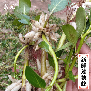 过江藤