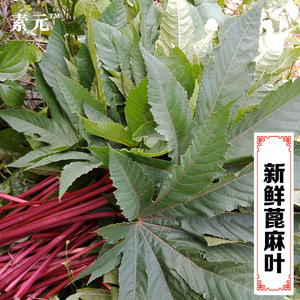 新鲜蓖麻叶新鲜红蓖麻杆草麻中草药蓖麻子叶红杆蓖麻叶包邮