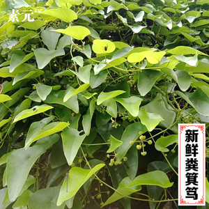 新鲜粪箕笃 中草药千金藤犁壁藤飞天雷公雷林嘴青蛙藤 500克