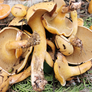 野松菇新鲜野生