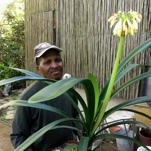 sa南非原生 垂笑君子兰 长细叶异花 沼泽花园有茎毛兰名贵绿植