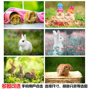 可爱小兔子海报贴挂画制作多只小兔单只小兔图片家居动物园装饰画