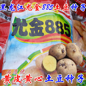 黑龙江东北特产早熟尤金885土豆种子薄皮黄瓤甜面起沙马铃薯种子