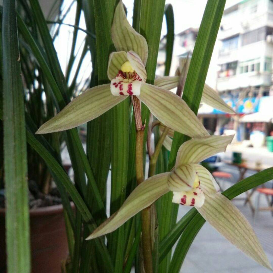 下山春剑连体苗野生下山春剑 2元1棵 100包邮