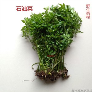 野生药材石油菜石觅菜肥猪菜打不死疳积草石花菜肥奴奴草小石芥