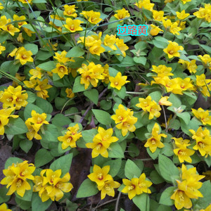 00lhw19594淘宝原生态中药材田基黄新鲜地耳草黄金草潮汕草药黄花仔