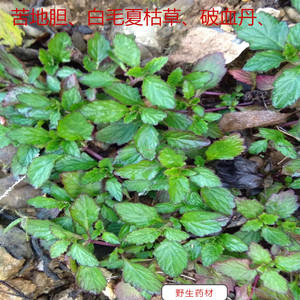野生药材白毛夏枯草散血草破血丹青鱼胆草苦草苦地胆透骨草干品