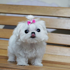 宠物狗狗纯种马尔济斯幼犬超小体玛尔济斯纯白色长毛小马活体出售