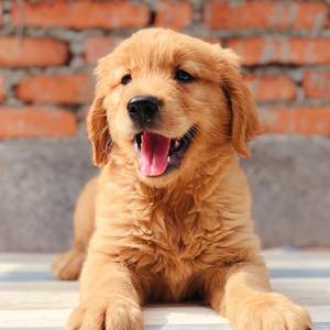 宠小它金毛真的小狗仔狗狗纯种大型犬幼犬活体宠物狗低价出售够