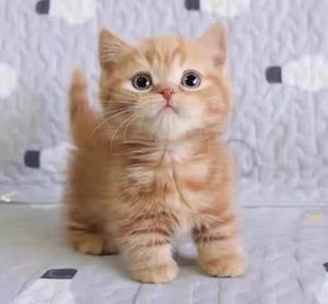 免费无偿领养网红橘猫幼猫胖橘小奶猫狸花猫活体猫咪活物小猫幼崽