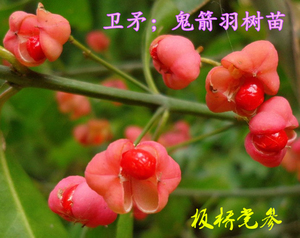 野生药材树苗绿化苗木卫矛鬼箭羽四面锋庭院盆栽植物可做盆景素材